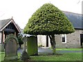 NY8355 : Holly topiary in St Cuthbert's churchyard by Mike Quinn