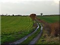 Track in farmland, Crowmarsh