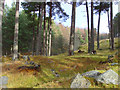 NH5678 : At Braeantra, Strath Rusdale by sylvia duckworth
