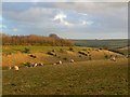 SU0828 : Sheep pasture north of Bishopstone, Wiltshire by Brian Robert Marshall