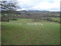 Sheep pasture at  Hillend Farm