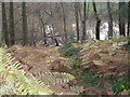 Pond in Rabbit Warren Plantation