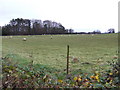 Sheep pasture near Grafton Lodge