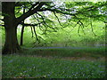 Bluebells in Crab Wood