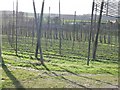 View across the hop fields