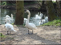 TL8642 : Swans outside Brundon Mill by Oxyman