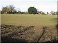 View N across fields towards houses on A257 near Wingham