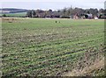 Arable land near Bentley