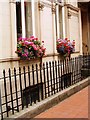 Window boxes, Albion Place, Leeds