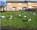 Reservoir Ducks - Pudsey Road