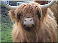 Highland Cattle at The Green Farm