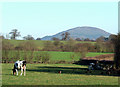 Cattle and Poultry, near Harley, Shropshire