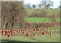 Poultry in the Field, near Harley, Shropshire