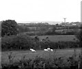 Pastureland at Trevassack, Cornwall