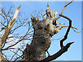 The Lodge Oak (detail), Frodesley, Shropshire