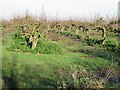 Gnarled fruit trees off Knell Lane