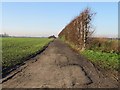 Tree lined farm road near Westmarsh