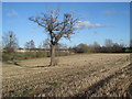 Lone tree near Bills Hill