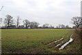 Grassland in winter