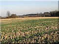 Looking E towards Haynes Farm