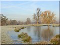 Standing water, Swallowfield Park