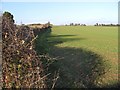 View along field boundary on Church Hill, Sutton