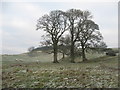 Trees near Girsonsfield