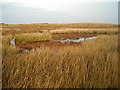 Boggy Moorland Near Eaglesham