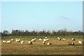 2007 : Pasture with Sheep