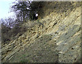 Limestone Strata, Dudley, Worcestershire