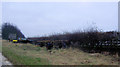 Farm trailer graveyard