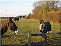 Horses in paddock on Singledge Lane