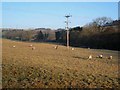 Field above Honeycrook Burn