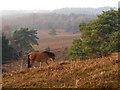 SU2609 : Pony on the move, Acres Down, New Forest by Jim Champion