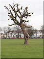 Weeping willow after pruning