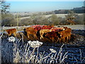 Cattle Feeding in Frosty Field