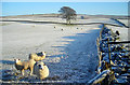 NX8682 : Sheep in a Frosty Field by Iain Thompson
