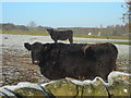 Cattle Near Barnsoul