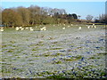 Field of Sheep Near Threepneuk