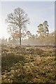 SU2013 : A felled area of Sloden Inclosure, New Forest by Peter Facey