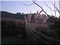 Winter pampas grass