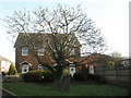 Striking tree in Waterworks Road