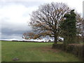 Oak tree by the footpath