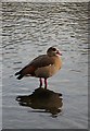 TL7971 : Egyptian Goose at West Stow Lake by Bob Jones