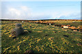 Fencing wire and sheep, Higher Intake