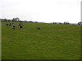 Cows in field