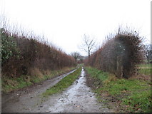 SJ3907 : Muddy track near Boycott by Linda Craven