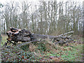 Felled beech at Dinedor Camp