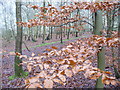 Whitmoor Common Birchwood