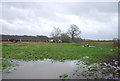 Waterlogged bridleway at Holebrook Green Farm